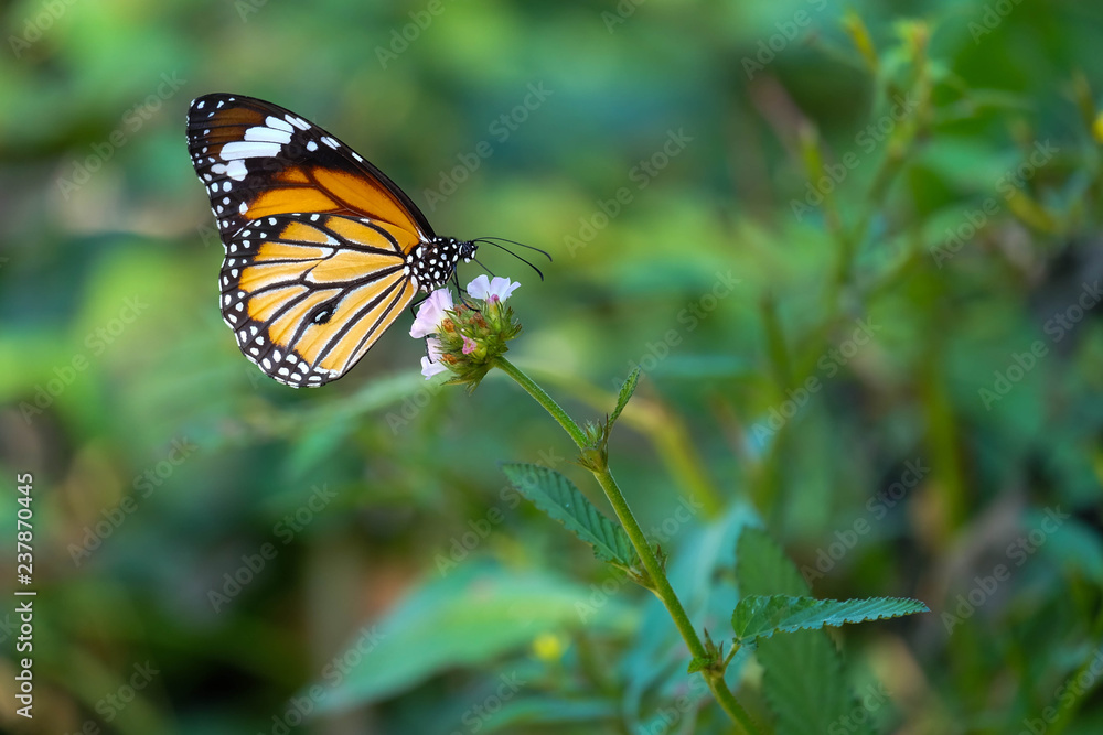 Closed up butterfly on flower (Beautiful nature) Closed up butterfly on flower (Beautiful nature)