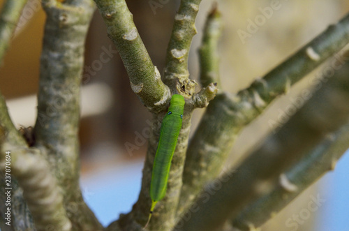 green caterpillar on tree