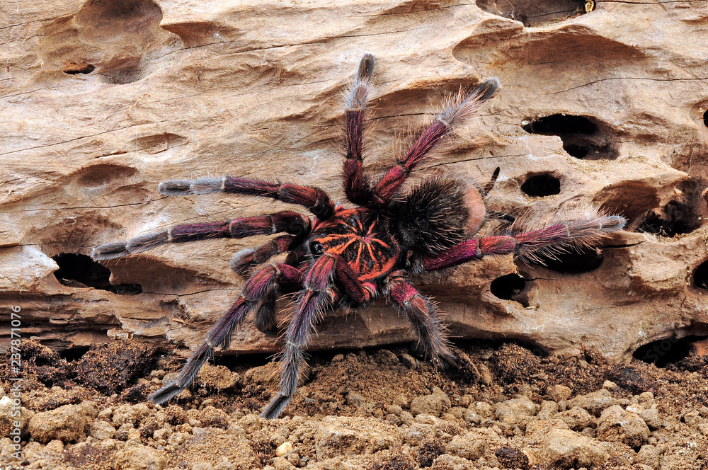 Vogelspinne aus Ekuador (Pamphobeteus sp. Machalla) tarantula from