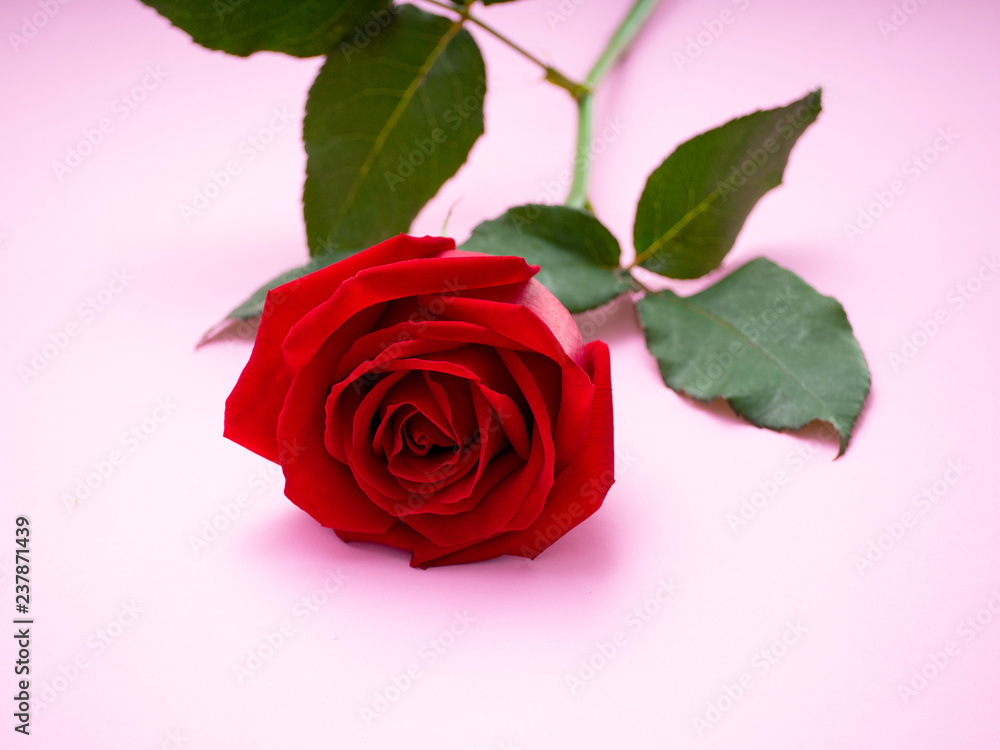 Naklejka premium Red rose isolated on pink background.