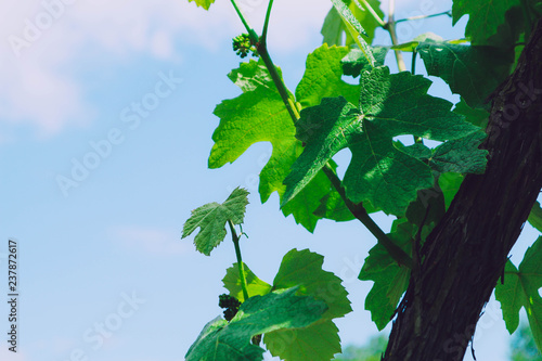 Green colorful grape tree leaves closeup on a blue sky background. Photo depicts macro view of a big green grapevine tree leaf. Vineyard concept.