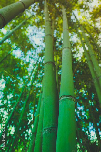 Beautiful bamboo green fresh forest tops. Asian nature, Japanese jungle, bamboo trees stems sticks on the blue sky background. Close up, macro view.