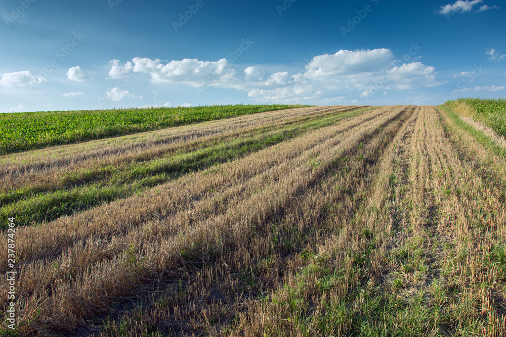 Strips of mowed field and white clouds on blue sky