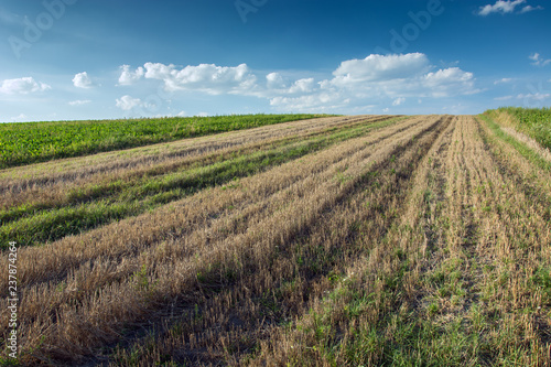 Strips of mowed field and white clouds on blue sky