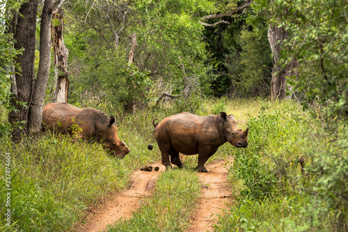 Spitzmaulnashorn im Karongwe Reservat in Südafrika bei einer Safari entdeckt
