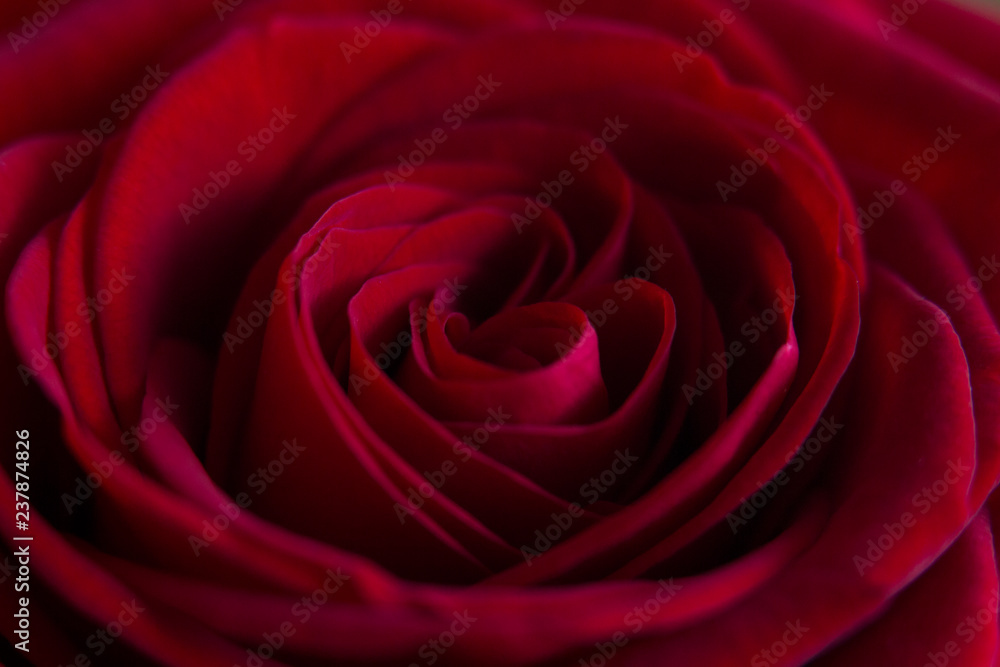 Close up of a red rose Close up of a red rose
