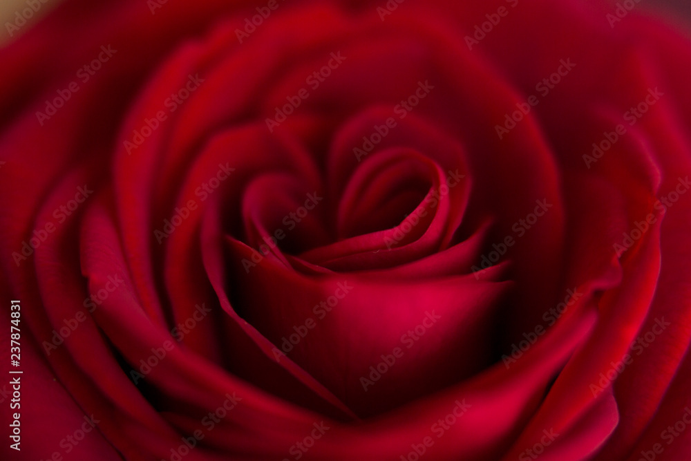 Red rose close up Red rose close up
