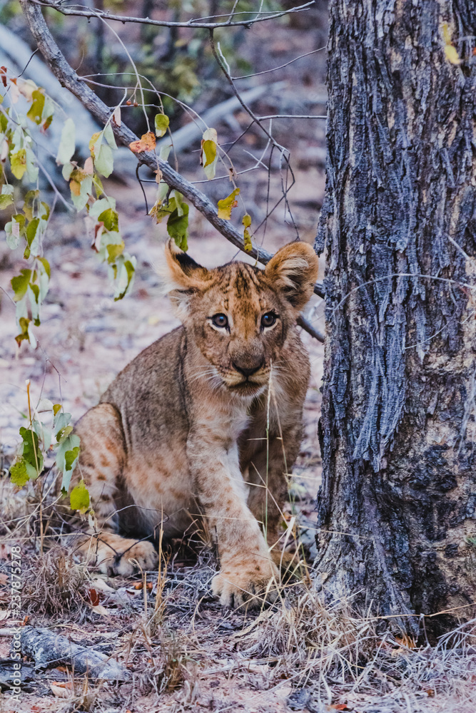 Fototapeta premium Baby Löwe im Karongwe Reservat in Südafrika