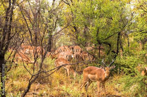 Impala Herde im Karongwe Reservat in Südafrika im Gebüsch