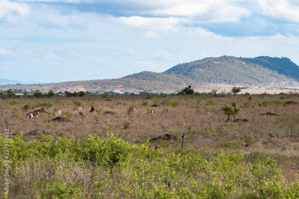 Landschaft mit Tieren im Krüger Nationalpark in Südafrika