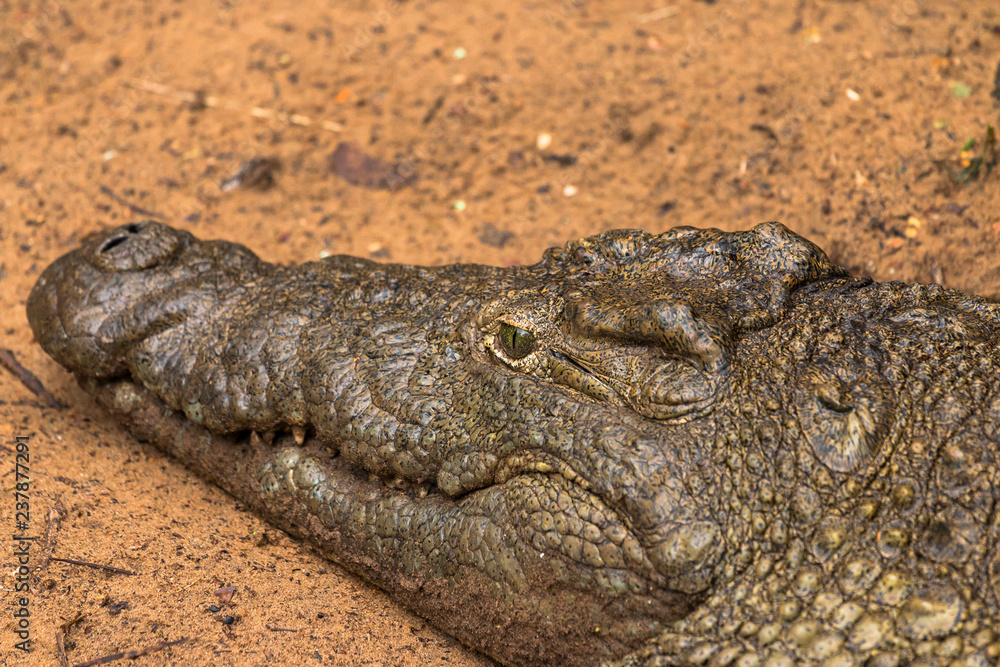 Südafrika Krokodil bei Safari Nilkrokodil Südafrika Krokodil bei Safari Nilkrokodil
