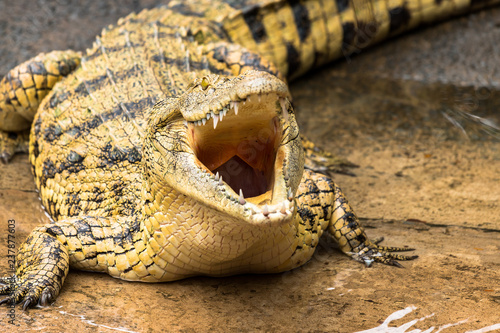 Südafrika Krokodil bei Safari Nilkrokodil