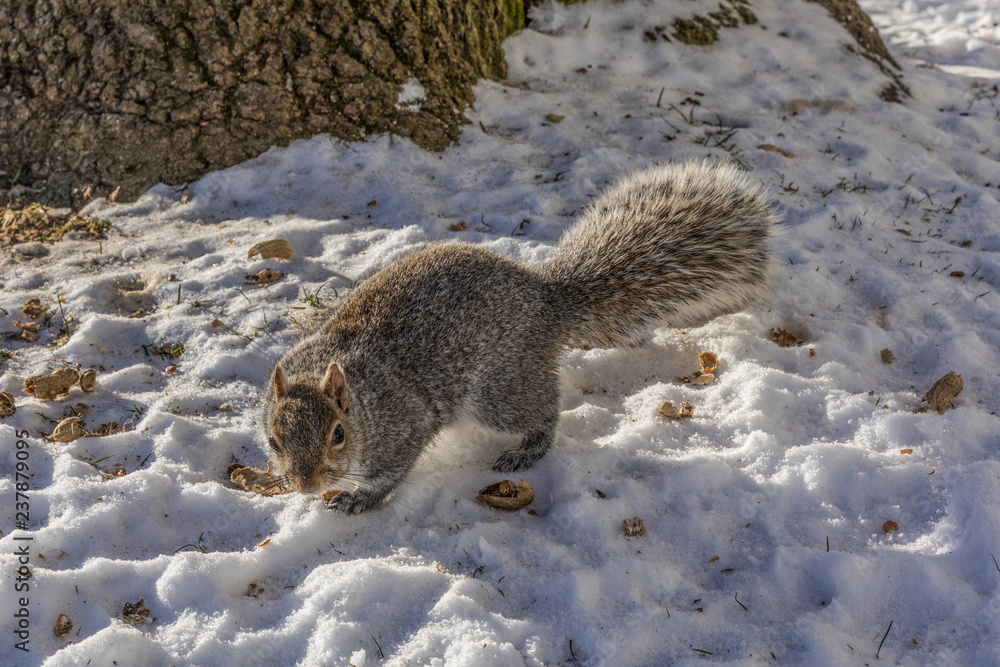 Obraz premium Funny grey squirrel sitting in snow cracking nut
