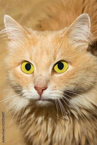portrait of fluffy cute cats beige with big bright yellow eyes looking into the camera close-up