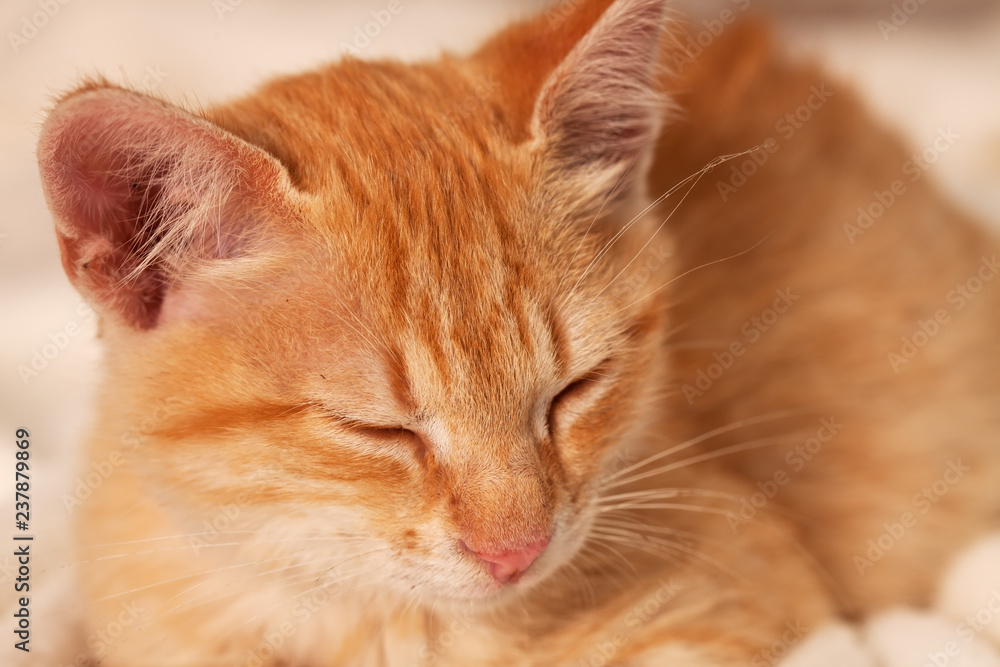 Fototapeta premium Zbliżenie śpiący kotek imbir, płytkiej głębi
