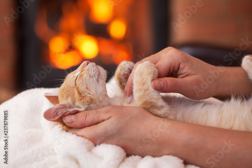 Fototapeta Naklejka Na Ścianę i Meble -  Cute kitten enhoy petting from owner - lying in woman hands, shallow depth