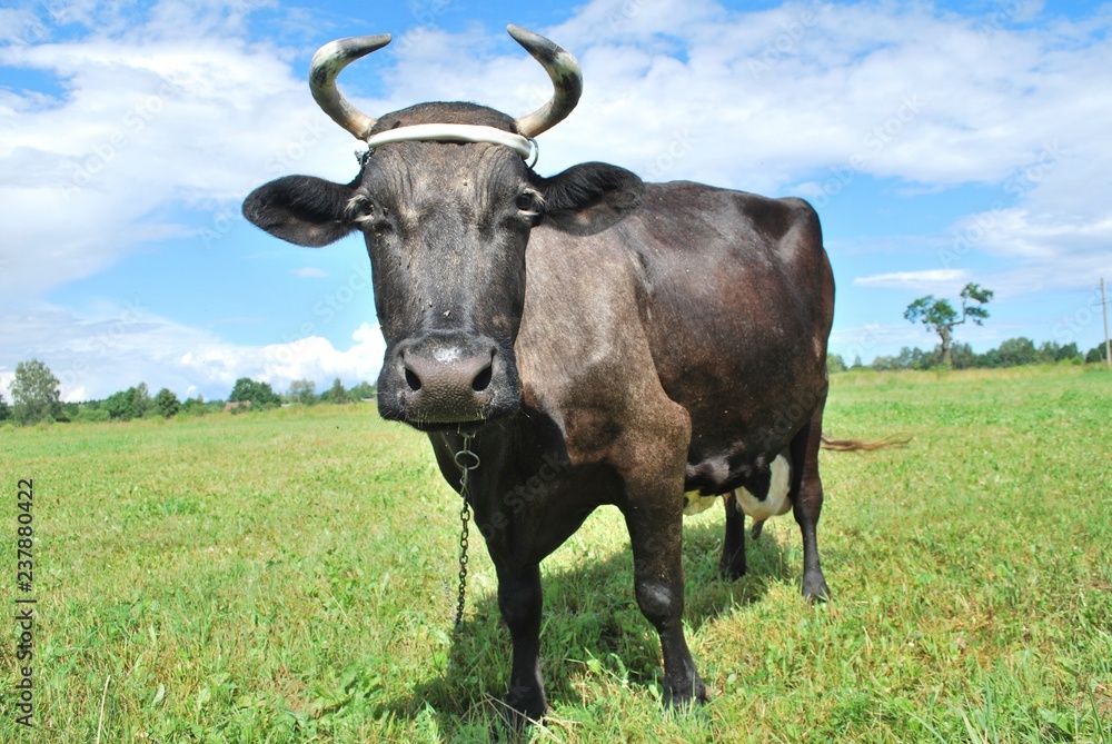Close up of a black cow in Latvia. Cow on a green field in a summer day. Close up of a black cow in Latvia. Cow on a green field in a summer day.
