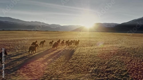 Horses running free in meadow with snow capped mountain backdrop