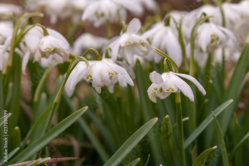 close up view of snow drops