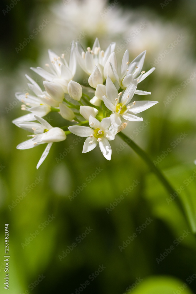 close up of wild garlic flower close up of wild garlic flower