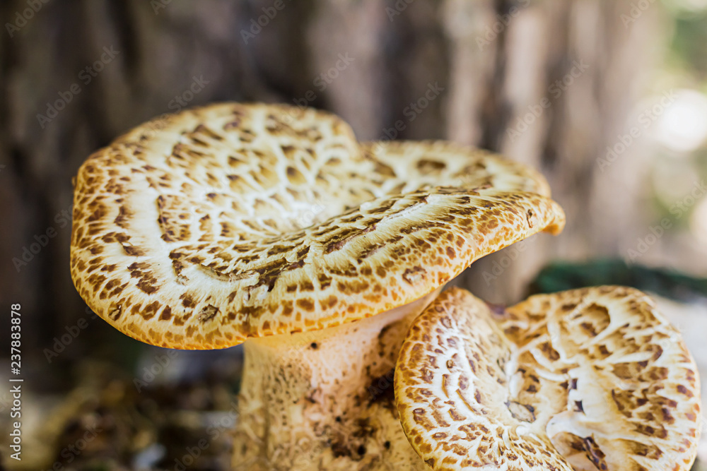 pair of mushrooms chaga closeup wavy hat with brown pattern wild plant inedible background forest pair of mushrooms chaga closeup wavy hat with brown pattern wild plant inedible background forest