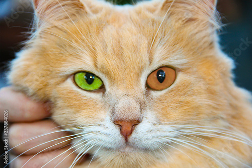 ginger orange cat with bright eyes orange green with a vertical pupil portrait of a fluffy pet