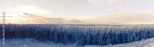 Drone footage of a forest covered in snow. With a bright warm sun