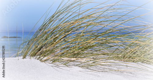 Fototapeta Naklejka Na Ścianę i Meble -  Close up of sand dunes with dune grass
