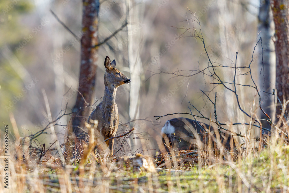 Roe deers in the forest at spring Roe deers in the forest at spring
