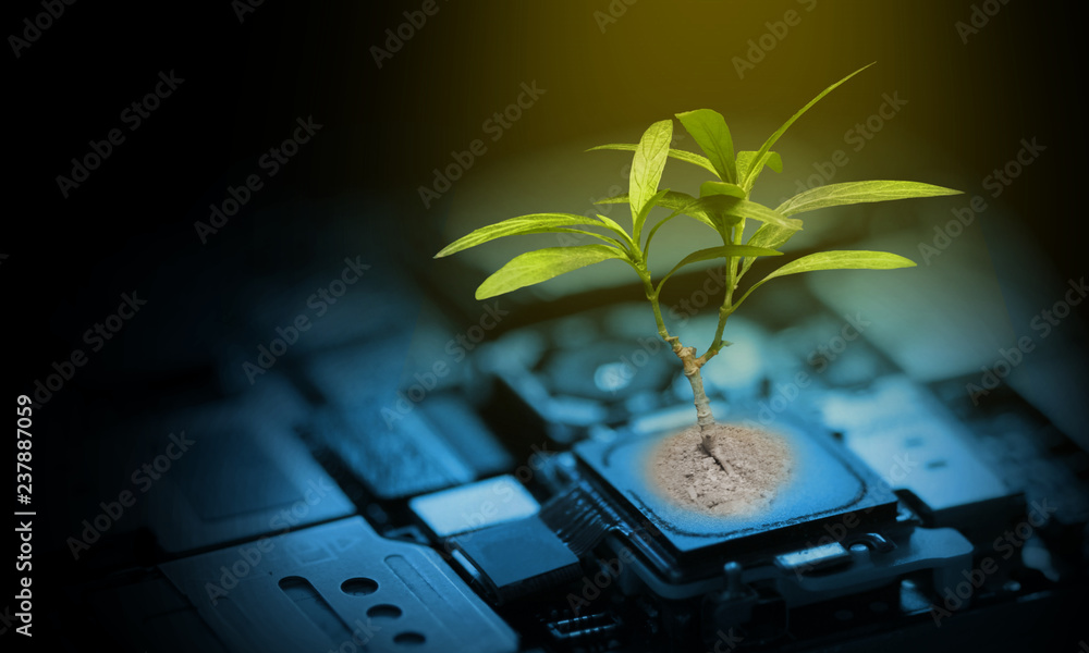 Young tree green leafs is growing on computer circuit mainboard chip ...