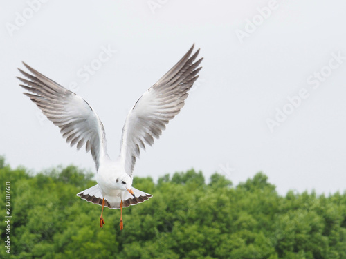 Seagulls are flying on a white sky background. In the concept of love, freedom, friendship, indulgence, power and travel to the world. © Thongchai