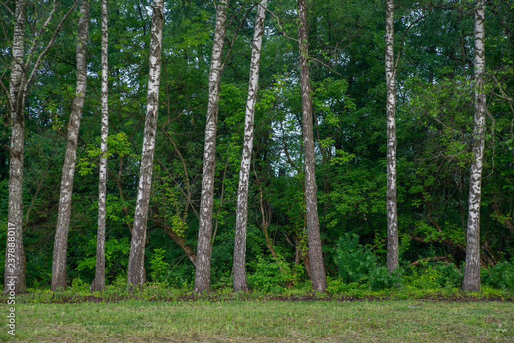 Fototapeta premium trees in the forest