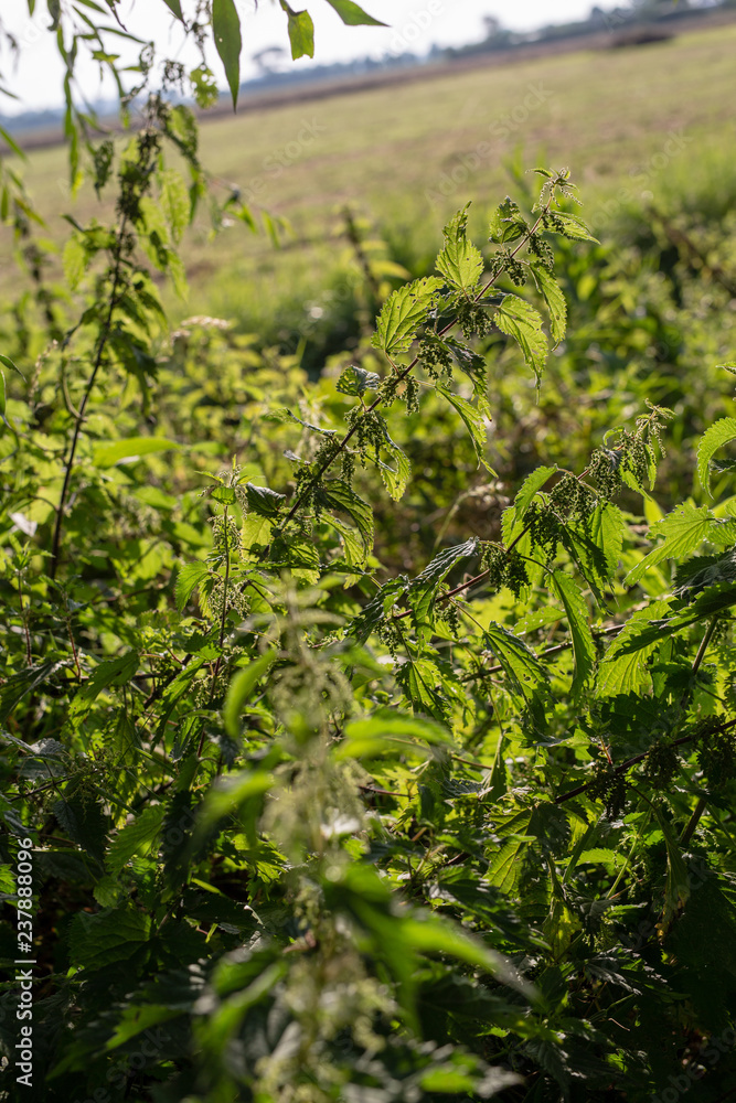 stinging nettle stinging nettle