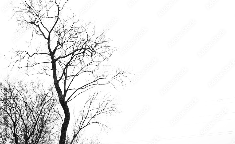 silhouette of a tree