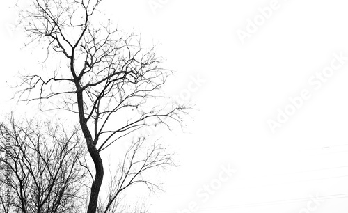 silhouette of a tree © Igor