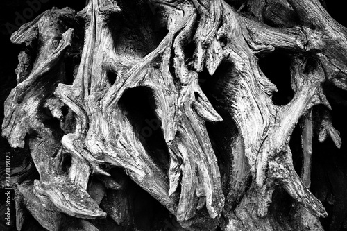 Ancient Oak Roots photo