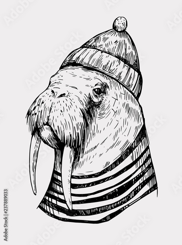 Sketch of a walrus in a cap and sailor shirt. Hand drawn illustration converted to vector photo