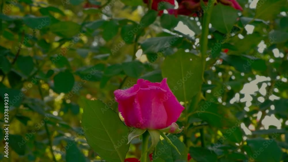 Young fresh rose flower fluttering on the wind Young fresh rose flower fluttering on the wind