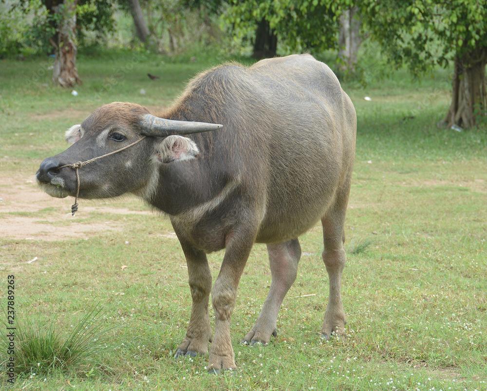 Asian Black Water Buffalo at the grass field Asian Black Water Buffalo at the grass field