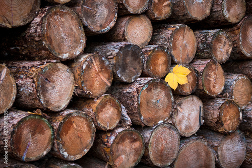 Holzstapel im Wald