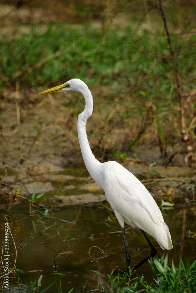 Image of Great Egret(Ardea alba) on the natural background.Large egret or great white heron, White Birds, Animal. Image of Great Egret(Ardea alba) on the natural background.Large egret or great white heron, White Birds, Animal.