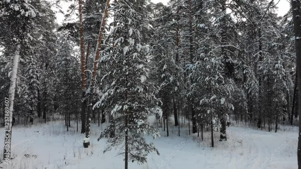 AERIAL. Camera moving between trees at winter time. AERIAL. Camera moving between trees at winter time.