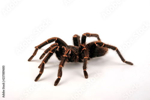 Peruanische Vogelspinne (Thrixopelma lagunas) - tarantula from Peru photo