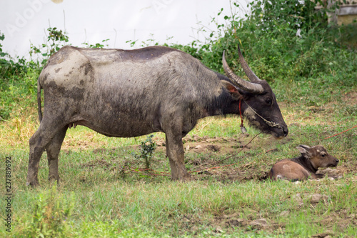 Image of buffalo mother and little buffalo on the natural background. Wildlife Animals.