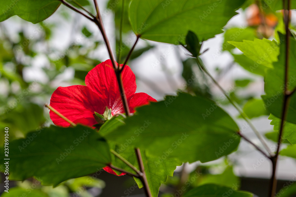 Obraz premium wild random flowers blooming in nature