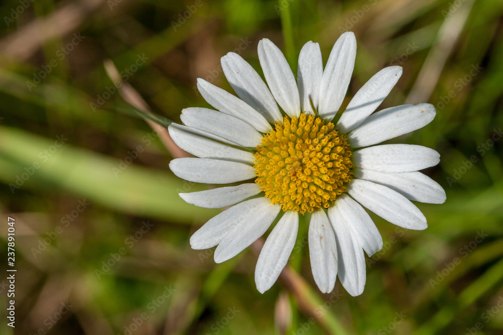 Fototapeta premium wild random flowers blooming in nature