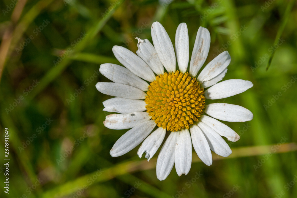 Fototapeta premium wild random flowers blooming in nature