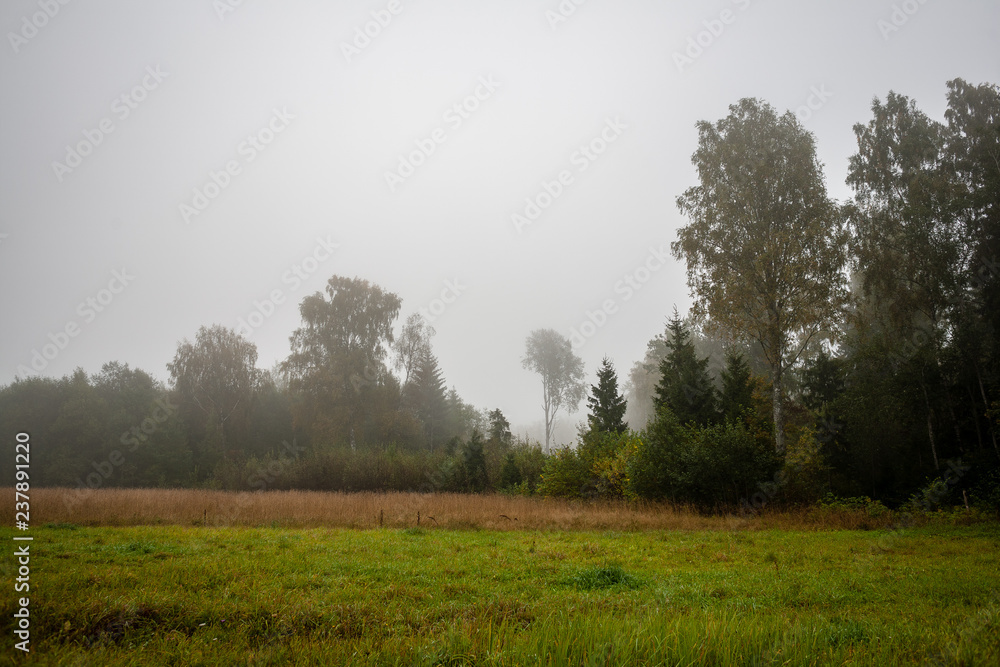 bushes and trees in autumn mist in green meadow bushes and trees in autumn mist in green meadow