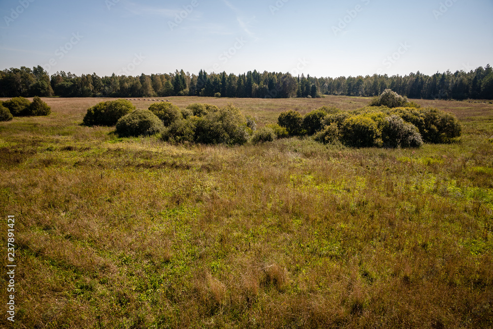 bushes and trees in autumn mist in green meadow bushes and trees in autumn mist in green meadow