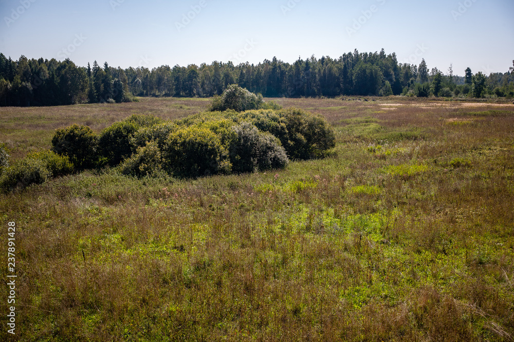 bushes and trees in autumn mist in green meadow bushes and trees in autumn mist in green meadow